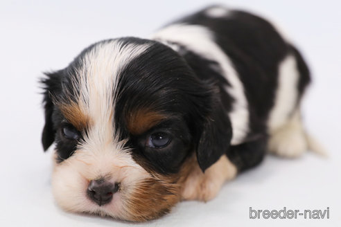 成約済の神奈川県のキャバリアキングチャールズスパニエル-315954の7枚目